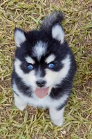Jack, a male Pomsky for sale in Punta Gorda, FL – 3 of 5