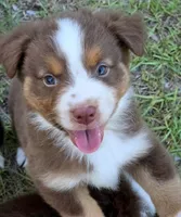 Ronald, a male Miniature Australian Shepherd for sale in Punta Gorda, FL – 7 of 10