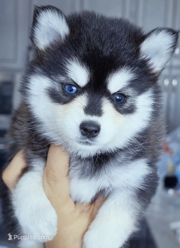 Roxanne – Pomsky puppy for sale in Punta Gorda, FL