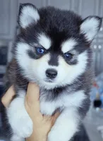 Roxanne, a female Pomsky for sale in Punta Gorda, FL – 1 of 3