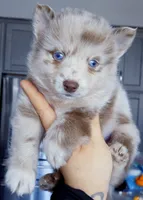 Lava Lavender merle, a male Pomsky for sale in Punta Gorda, FL – 1 of 4