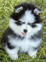 Calypso , a female Pomsky for sale in Punta Gorda, FL – 5 of 10