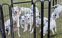 Green Shamrock ( Liver)  AKC, a male Dalmatian for sale in Punta Gorda, FL – 4 of 4