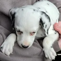 Blue Sky AKC, a male Dalmatian for sale in Punta Gorda, FL – 6 of 6