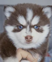 Scarlett, a female Pomsky for sale in Punta Gorda, FL – 3 of 6