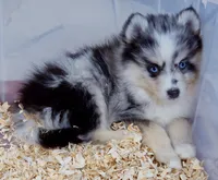 Nova, a female Pomsky for sale in Punta Gorda, FL – 5 of 7