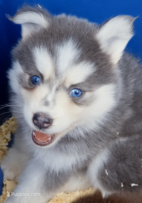 Luna Blue – Pomsky puppy for sale in Punta Gorda, FL
