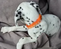 Orange Marigold AKC, a female Dalmatian for sale in Punta Gorda, FL – 2 of 4
