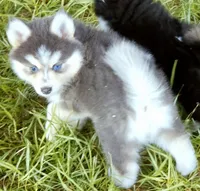 Luna Blue, a female Pomsky for sale in Punta Gorda, FL – 3 of 9