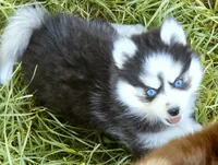 Raya, a female Pomsky for sale in Punta Gorda, FL – 5 of 6