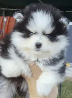 Calypso , a female Pomsky for sale in Punta Gorda, FL – 7 of 10