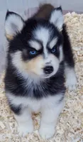 Pumpkin , a male Pomsky for sale in Punta Gorda, FL – 2 of 4