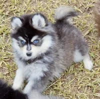 Grey Fox tiny , a female Pomsky for sale in Punta Gorda, FL – 4 of 6