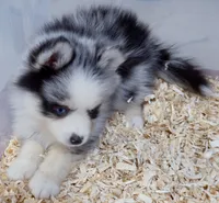 Meeko, a male Pomsky for sale in Punta Gorda, FL – 4 of 10