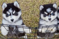 Fred, a male Pomsky for sale in Punta Gorda, FL – 5 of 5