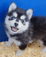 Roxanne, a female Pomsky for sale in Punta Gorda, FL – 7 of 7