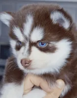 Scarlett, a female Pomsky for sale in Punta Gorda, FL – 5 of 6