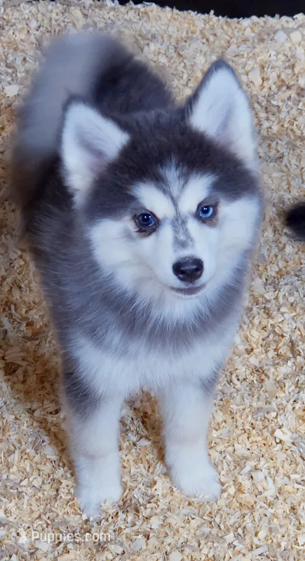 Luna Blue – Pomsky puppy for sale in Punta Gorda, FL
