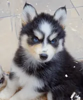 Pumpkin , a male Pomsky for sale in Punta Gorda, FL – 4 of 4