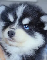 Ryder, a male Pomsky for sale in Punta Gorda, FL – 4 of 6