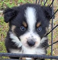 Ryker, a male Miniature Australian Shepherd for sale in Punta Gorda, FL – 5 of 5