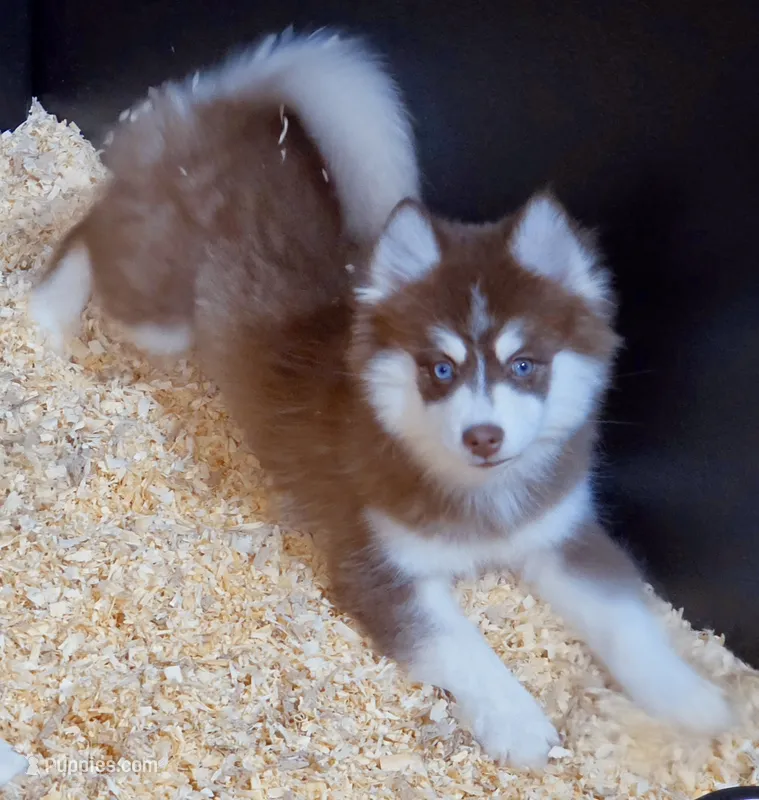 Flame – Pomsky puppy for sale in Punta Gorda, FL