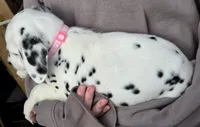 Pink Magnolia AKC, a female Dalmatian for sale in Punta Gorda, FL – 4 of 5