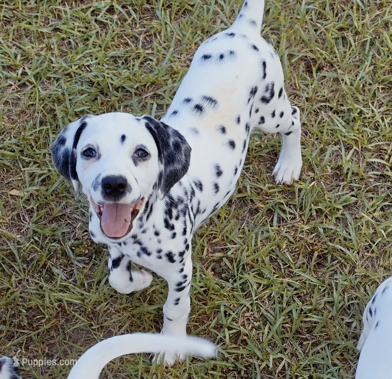 Star AKC – Dalmatian puppy for sale in Punta Gorda, FL