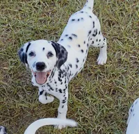 Star AKC, a female Dalmatian for sale in Punta Gorda, FL – 1 of 4