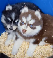 Scarlett, a female Pomsky for sale in Punta Gorda, FL – 6 of 6