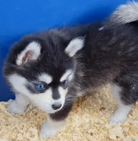 Roxanne, a female Pomsky for sale in Punta Gorda, FL – 4 of 7