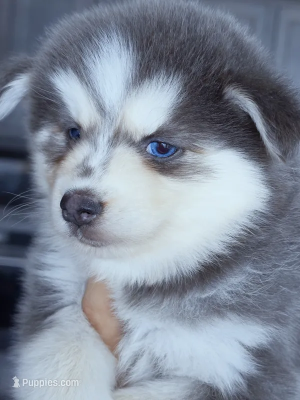 Luna Blue – Pomsky puppy for sale in Punta Gorda, FL