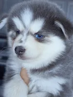 Luna Blue, a female Pomsky for sale in Punta Gorda, FL – 1 of 5