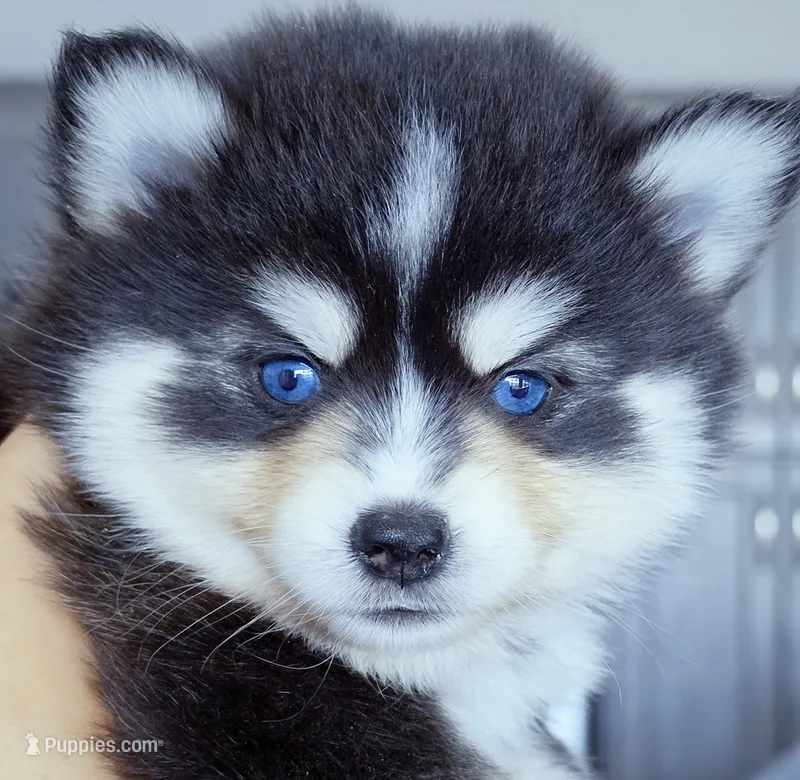 Roslyn – Pomsky puppy for sale in Punta Gorda, FL