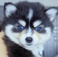 Roslyn, a female Pomsky for sale in Punta Gorda, FL – 1 of 4