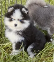 Calypso , a female Pomsky for sale in Punta Gorda, FL – 4 of 10