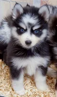 Salem, a male Pomsky for sale in Punta Gorda, FL – 2 of 5