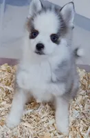 Dash tiny , a male Pomsky for sale in Punta Gorda, FL – 5 of 6