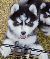 George, a male Pomsky for sale in Punta Gorda, FL – 4 of 5