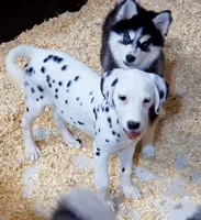 Daisy AKC, a female Dalmatian for sale in Punta Gorda, FL – 1 of 5