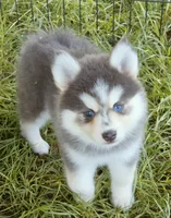Luna Blue, a female Pomsky for sale in Punta Gorda, FL – 9 of 9