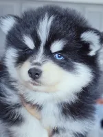 Ryder, a male Pomsky for sale in Punta Gorda, FL – 3 of 6