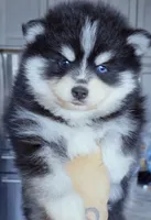Ryder, a male Pomsky for sale in Punta Gorda, FL – 5 of 6