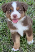 Ronald, a male Miniature Australian Shepherd for sale in Punta Gorda, FL – 4 of 10