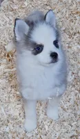Dash tiny , a male Pomsky for sale in Punta Gorda, FL – 4 of 6