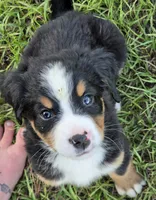 Bella AKC, a female Bernese Mountain Dog for sale in Punta Gorda, FL – 3 of 4