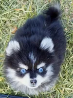 Meeko Raccoon tiny toy, a male Pomsky for sale in Punta Gorda, FL – Photo 5 of 7