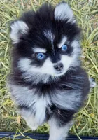 Meeko Raccoon tiny toy, a male Pomsky for sale in Punta Gorda, FL – Photo 4 of 7