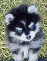 Meeko Raccoon tiny toy, a male Pomsky for sale in Punta Gorda, FL – Photo 3 of 7