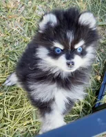 Meeko Raccoon tiny toy, a male Pomsky for sale in Punta Gorda, FL – Photo 7 of 7